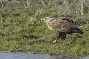 White-tailed eagle (Haliaeetus albicilla)