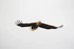 White-tailed eagle (Haliaeetus albicilla)
