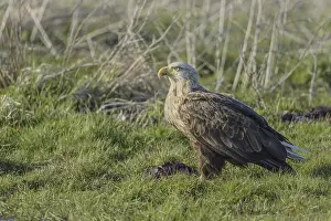 White-tailed eagle (Haliaeetus albicilla)
