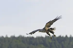 White-tailed eagle (Haliaeetus albicilla)