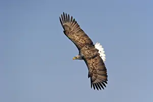 White-tailed eagle (Haliaeetus albicilla)
