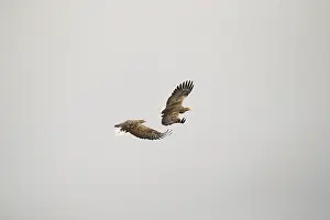 White-tailed eagle (Haliaeetus albicilla)