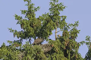 White-tailed eagle (Haliaeetus albicilla)