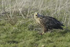White-tailed eagle (Haliaeetus albicilla)