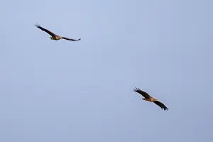 White-tailed eagle (Haliaeetus albicilla)