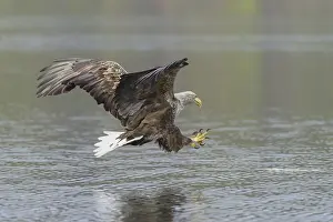 White-tailed eagle (Haliaeetus albicilla)
