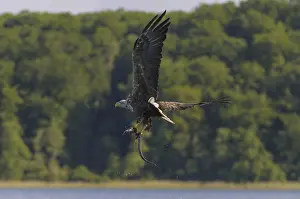 White-tailed eagle (Haliaeetus albicilla)