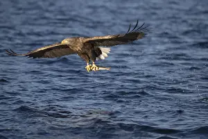 White-tailed eagle (Haliaeetus albicilla)