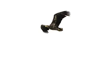 White-tailed eagle (Haliaeetus albicilla)
