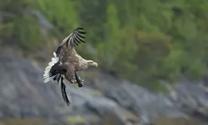 White-tailed eagle (Haliaeetus albicilla)