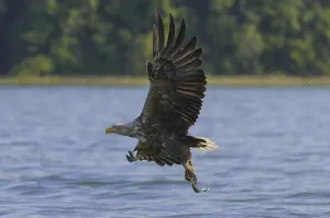 White-tailed eagle (Haliaeetus albicilla)