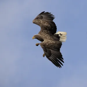 White-tailed eagle (Haliaeetus albicilla)