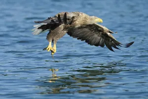 White-tailed eagle (Haliaeetus albicilla)