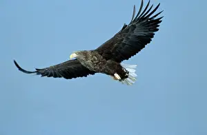 White-tailed eagle (Haliaeetus albicilla)