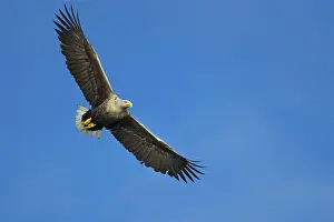 White-tailed eagle (Haliaeetus albicilla)