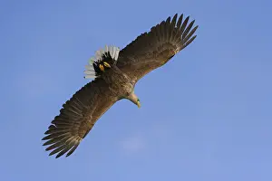White-tailed eagle (Haliaeetus albicilla)
