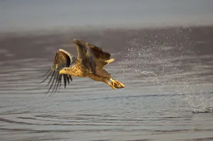 White-tailed Eagle (Haliaeetus albicilla)