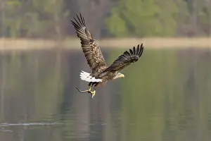 White-tailed Eagle (Haliaeetus albicilla)