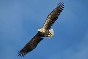 White-tailed eagle (Haliaeetus albicilla)