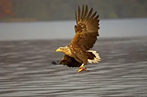 White-tailed Eagle (Haliaeetus albicilla)