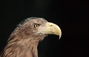 White-tailed Eagle (Haliaeetus albicilla)