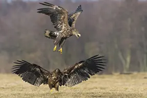 White-tailed eagle (Haliaeetus albicilla )