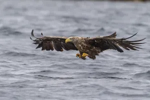 White-tailed eagle (Haliaeetus albicilla)