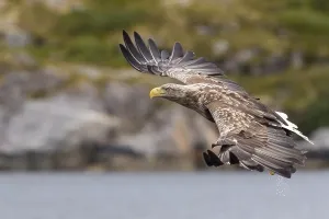 White-tailed eagle (Haliaeetus albicilla)