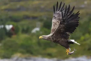 White-tailed eagle (Haliaeetus albicilla)