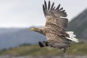 White-tailed eagle (Haliaeetus albicilla)