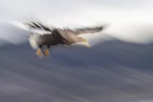 White-tailed eagle (Haliaeetus albicilla)