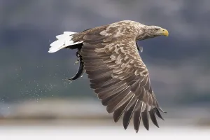 White-tailed eagle (Haliaeetus albicilla)