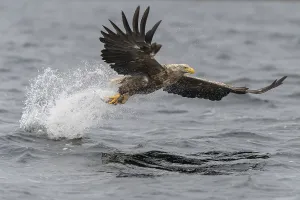 White-tailed eagle (Haliaeetus albicilla)