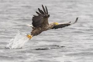 White-tailed eagle (Haliaeetus albicilla)