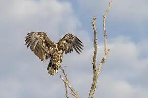 White-tailed eagle (Haliaeetus albicilla)