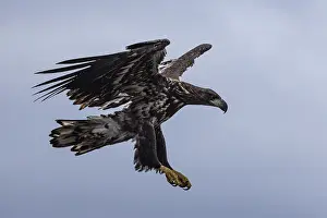White-tailed eagle (Haliaeetus albicilla)