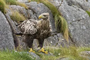 White-tailed eagle (Haliaeetus albicilla)