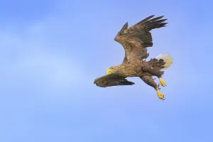 White-tailed eagle (Haliaeetus albicilla)