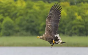 White-tailed eagle (Haliaeetus albicilla)