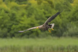 White-tailed eagle (Haliaeetus albicilla)