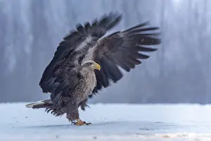 Framed Print : White-tailed eagle (Haliaeetus albicilla) adult bird on the water and on the ice