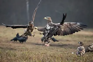 White-tailed eagle (Haliaeetus albicilla) in aerial combat