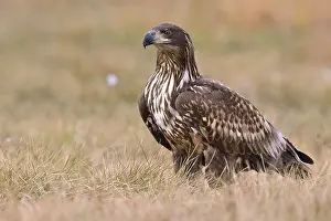 White-tailed Eagle (Haliaeetus albicilla) on an autumn meadow