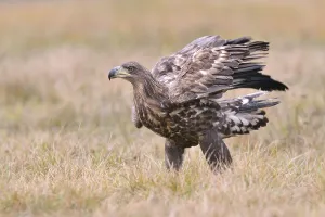 White-tailed Eagle (Haliaeetus albicilla) on an autumn meadow