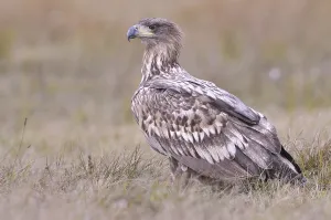 White-tailed Eagle (Haliaeetus albicilla) on an autumn meadow