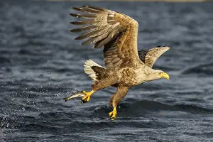 White-tailed eagle (Haliaeetus albicilla) with captured fish