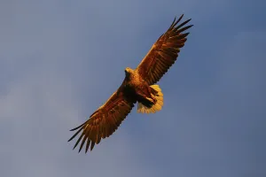 White-tailed eagle (Haliaeetus albicilla) catching fish in the light of the midnight sun