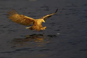 White-tailed eagle (Haliaeetus albicilla) catching fish in the light of the midnight sun