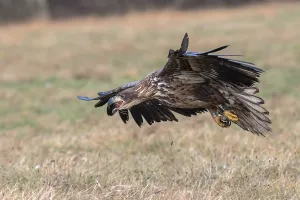 White-tailed eagle (Haliaeetus albicilla) in flight
