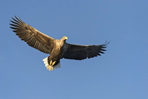 Category Scandinavia Prints: White-tailed eagle (Haliaeetus albicilla) in flight